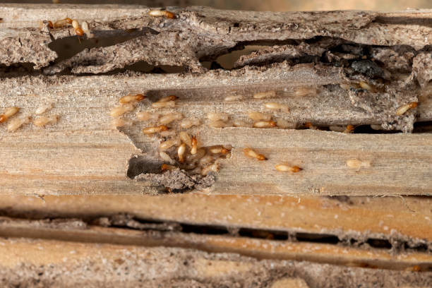 Best Local Pest Control Services  in Macon, GA
